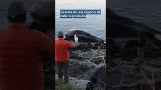 Una joven ballena jorobada aparece varada en Marblehead (Massachusetts)
