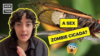Mind-Controlling Fungus Turns Cicadas Into Diseased Sex Machines