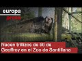 Nacen trillizos de tití de Geoffroy en el Zoo de Santillana