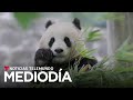 Nuevos osos de la 'diplomacia panda' de China y EE.UU. están listos para viajar | Noticias Telemundo