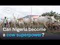 Nigeria has 20 million cows, so why does it rely on imports? | DW News