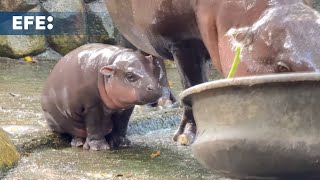 Moo Deng, el bebé de hipopótamo pigmeo que cautiva a los visitantes de un zoo en Tailandia