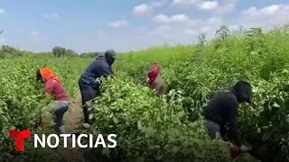 Campesinos latinos sufren el intenso calor pero no pueden dejar el trabajo | Noticias Telemundo