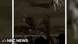Video shows rodeo bull hopping arena fence into crowd seats in Oregon
