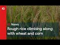 Rough rice climbing along with wheat and corn 🍚