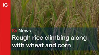 ROUGH RICE Rough rice climbing along with wheat and corn 🍚