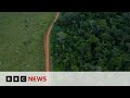 AMAZON.COM INC. - Amazon rainforest: Fewer trees lost to deforestation in 2023 | BBC News