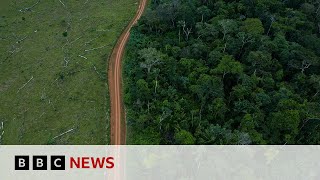 AMAZON.COM INC. Amazon rainforest: Fewer trees lost to deforestation in 2023 | BBC News