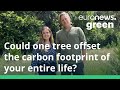 I planted a giant sequoia tree and offset the carbon footprint of my entire life