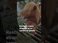 LIVE CATTLE - Rescatan a pony atrapado en un camino de ganado🐎