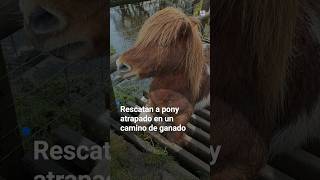 LIVE CATTLE Rescatan a pony atrapado en un camino de ganado🐎
