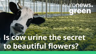 GROWERS INTERNATIONAL Dutch flower growers are cutting costs by using cow poo instead of buying gas