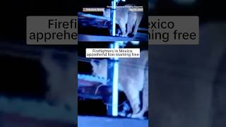 Firefighters in Mexico apprehend lion roaming free