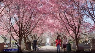 CHERRY SE [CBOE] Spring is here! Take a sneak peak at Washington, D.C.&#39;s cherry blossoms | Nightly News: Kids Edition
