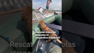 Rescatan mascotas de inundación por rompimiento de presa en #ucrania #univisionnoticias