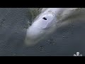 BELUGA - Francia, un esemplare di beluga da salvare