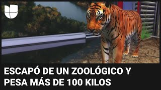 SABER En realidad aumentada: lo que debes saber del tigre de bengala que anda suelto en la frontera