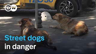 Activists mobilize against Turkey&#39;s plan to euthanize stray dogs | DW News