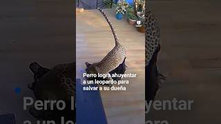 Angustiante momento: Leopardo ataca un perro, pero la mascota logra ganar.