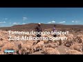 AMPER - 3 jaar amper regen: Zuid-Afrikaanse boeren lijden onder droogte - RTL NIEUWS