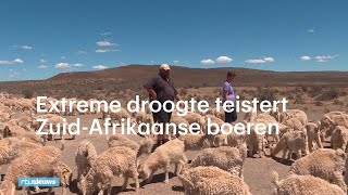 AMPER 3 jaar amper regen: Zuid-Afrikaanse boeren lijden onder droogte - RTL NIEUWS