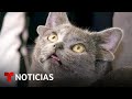 Midas, la gata de cuatro orejas que causa furor en las redes sociales | Noticias Telemundo