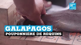 GALAPAGOS Les Galapagos, pouponnière de requins