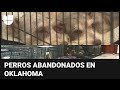 Descubren 36 perros abandonados en un camión: llevaban horas bajo el intenso calor en Oklahoma
