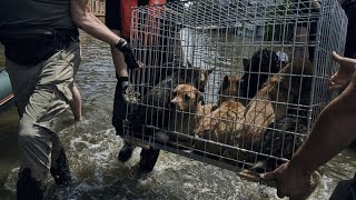 Ukraine : ils risquent leur vie pour sauver des animaux abandonnés