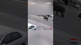 MONTANA N WATCH: Elephant escapes circus and wanders Montana streets