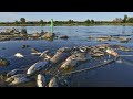 Toneladas de peces muertos en el río Oder, entre Polonia y Alemania