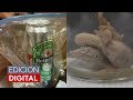 Demandan a Heineken: Un hombre asegura que encontró dos lagartijas en una cerveza