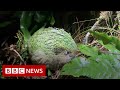 New Zealand crowns chubby parrot Bird of the Year - BBC News