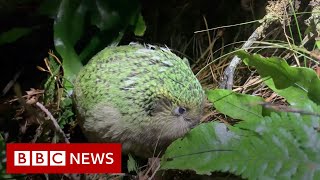 PARROT New Zealand crowns chubby parrot Bird of the Year - BBC News