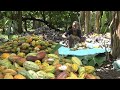Les fèves de cacao de Madagascar parmi les plus convoitées au monde • FRANCE 24