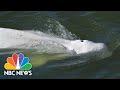 BELUGA - Beluga Whale Refuses Food After Straying Into France's Seine River