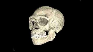 SAPIENS INTERNATIONAL El Homo sapiens tiene cien mil años más de lo que se pensaba
