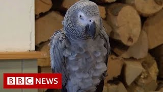 PARROT Meet Kara, the trek-loving parrot - BBC News