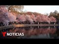 Miles de personas disfrutan del florecimiento de los famosos cerezos de Washington D.C.