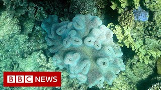 REEF Australia&#39;s Great Barrier Reef experiences &#39;unprecedented&#39; mass coral bleaching event - BBC News