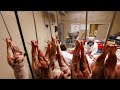 "Rote Zone" bis an den Vatikan: Schweinepest wütet in Italien