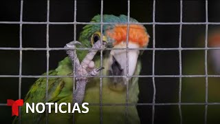 Planeta Tierra: Un refugio en El Salvador para salvar a las aves en peligro de extinción