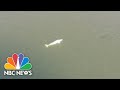 BELUGA - Beluga Whale Found In Seine River Baffles Experts
