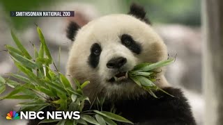 China to send two new pandas to National Zoo
