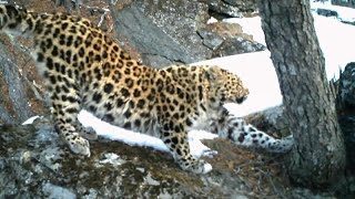 AMUR MINERALS CORPORATION ORD NPV I leopardi dell'Amur tornano a riprodursi