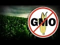 Herbicide-resistant GMO corn could be harmful & escalate allergies - study