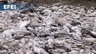 Cientos de miles de peces muertos por sequía en el norte de México