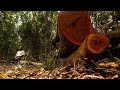 El caucho es uno de los principales causantes de la deforestación, advierte una ONG