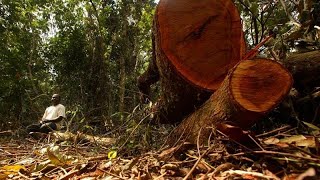 RUBBER El caucho es uno de los principales causantes de la deforestación, advierte una ONG