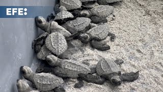 Liberan 280 neonatos de tortuga lora en la playa de Punta Chame, Panamá